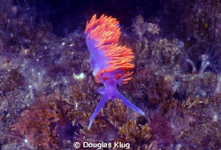 A spanish shawl nudibranch at Anacapa Island.  Shot with ... by Douglas Klug 